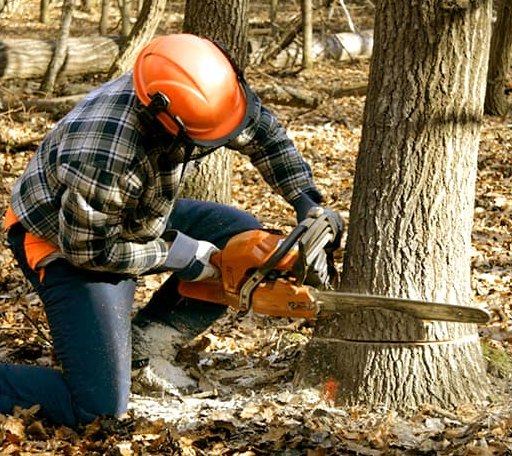 Tree Removal in Lowry, VA